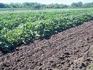 A Slender Dark Haired Witnessed A Field In Which Large Zucchini Get Larger, She Was Not At A Loss And Plucked A Few Chunks